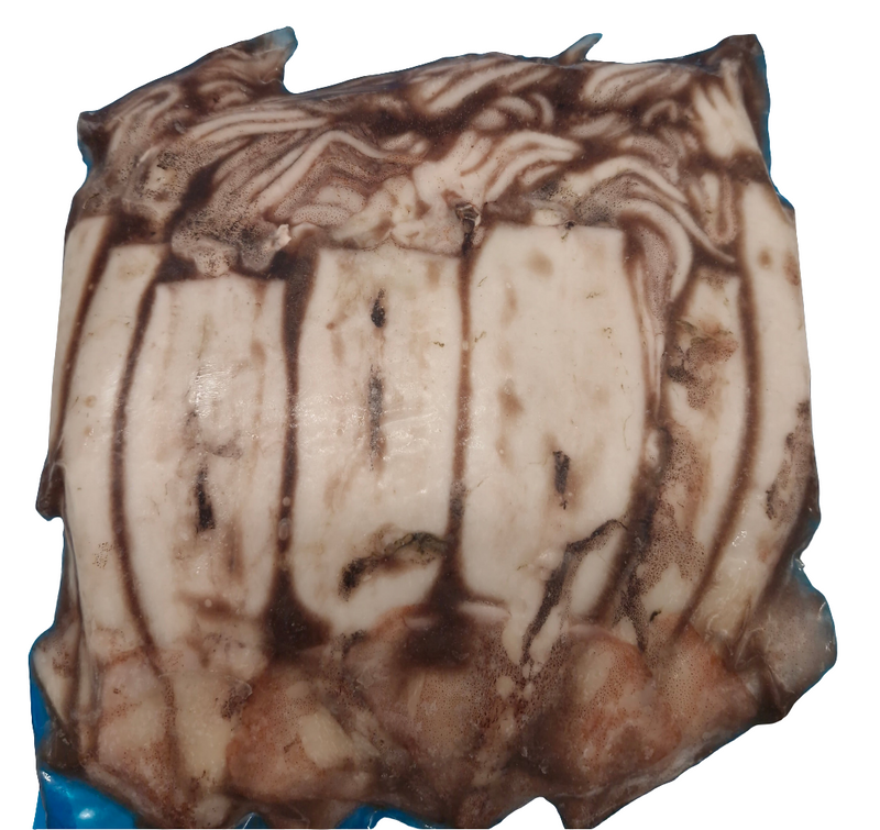 Coastal Baits Frozen NZ Arrow Squid 1kg