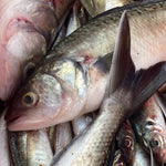 Frozen Kahawai 1st grade Fillets